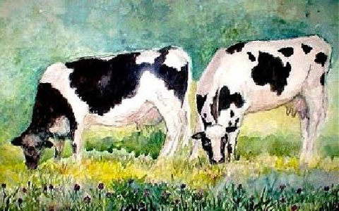 Barns and Farms Animals