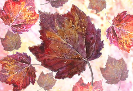 Maple Leaves
