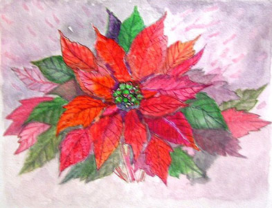 Poinsettia 2