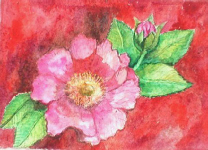 Wild Rose with Blue Background