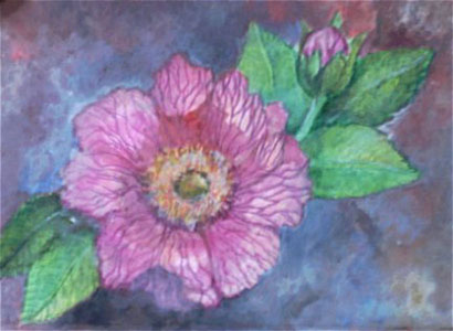 Wild Rose with Blue Background