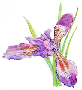 Iris