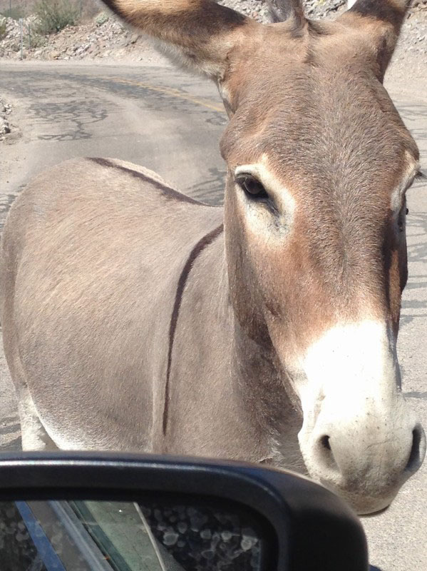 Do you have any carrots?