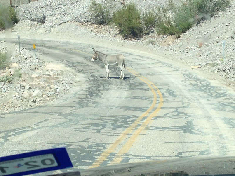 Burro Crossing